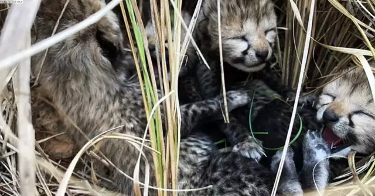 2-month-old cheetah cub dies at Madhya Pradesh's Kuno National Park